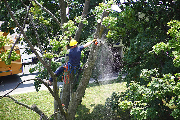 Best Leaf Removal  in Siler City, NC